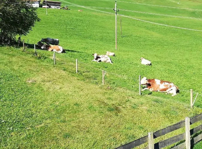 Apartament Hacklstoana *